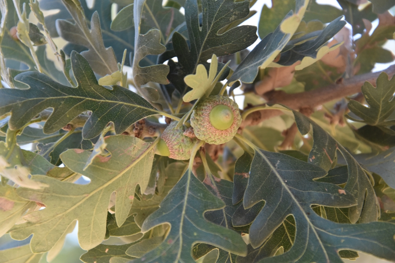 Valley Oak Sacramento State